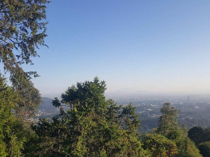 Addis Ababa under haze, seen through eucalyptus from the Entoto ridge above the city