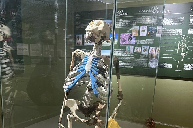 The Lucy skeleton in its glass case at the National Museum of Ethiopia, beside a panel titled Lucy's Discovery